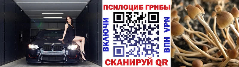 OMG вход  Будённовск  Псилоцибиновые грибы Cubensis 